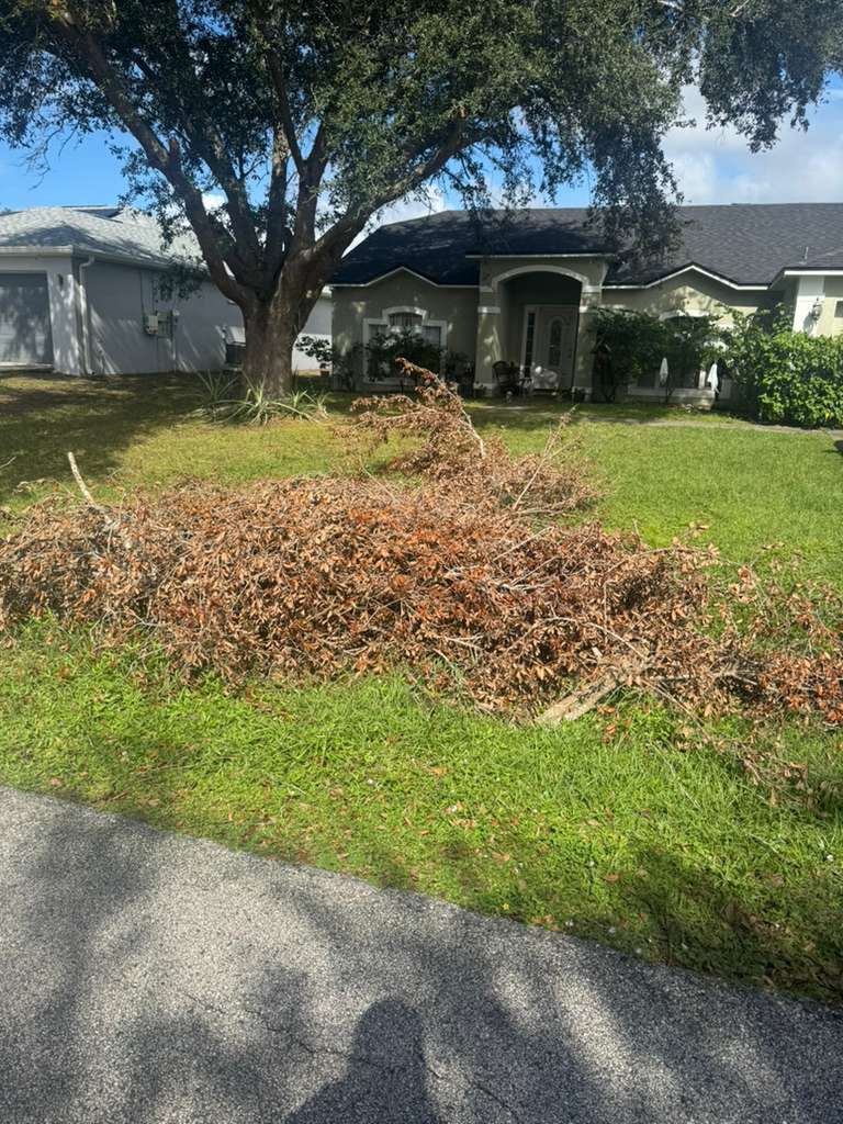 Yard debris and branches